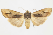 Xylocampa areola