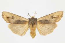 Xylocampa areola