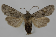 Lithophane ornitopus