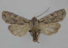 Lithophane ornitopus