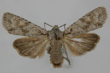 Lithophane ornitopus