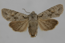 Lithophane ornitopus