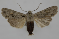 Lithophane ornitopus