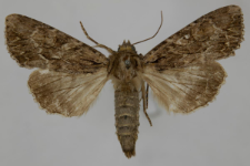 Aparmea monoglypha