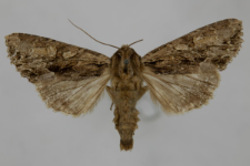 Aparmea monoglypha