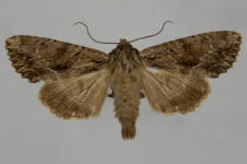 Aparmea monoglypha