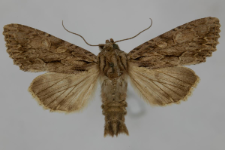 Aparmea monoglypha