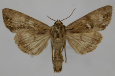 Aparmea monoglypha