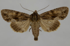 Aparmea monoglypha