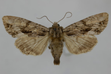 Aparmea monoglypha