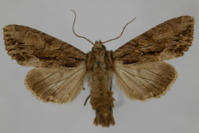 Aparmea monoglypha