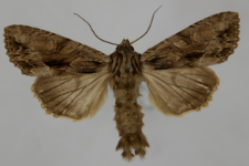 Aparmea monoglypha