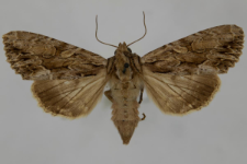 Aparmea monoglypha