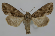 Aparmea monoglypha