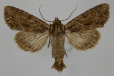 Aparmea monoglypha