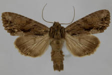 Aparmea monoglypha