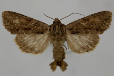 Aparmea monoglypha