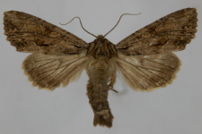 Aparmea monoglypha