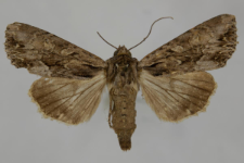 Aparmea monoglypha