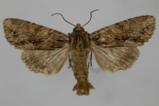 Aparmea monoglypha