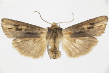 Xylocampa vetusta