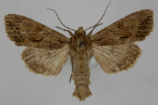 Aparmea monoglypha