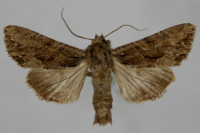 Aparmea monoglypha