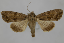 Aparmea monoglypha