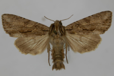 Aparmea monoglypha