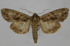 Aparmea monoglypha