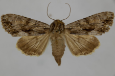 Aparmea monoglypha