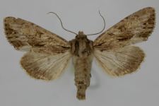 Aparmea monoglypha