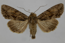 Aparmea monoglypha