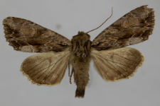 Aparmea monoglypha