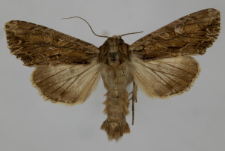 Aparmea monoglypha
