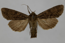 Aparmea monoglypha