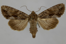 Aparmea monoglypha