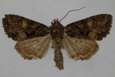 Miniotype satura