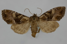 Blepharita amica
