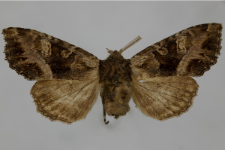 Blepharita amica