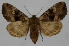 Blepharita amica