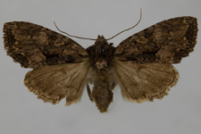 Miniotype satura
