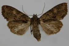 Miniotype satura