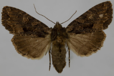 Miniotype satura