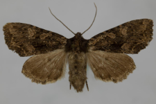 Miniotype satura