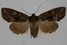 Miniotype satura