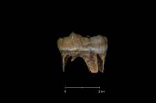 Ursus spelaeus