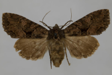 Miniotype satura
