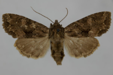 Miniotype satura