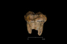 Ursus spelaeus
